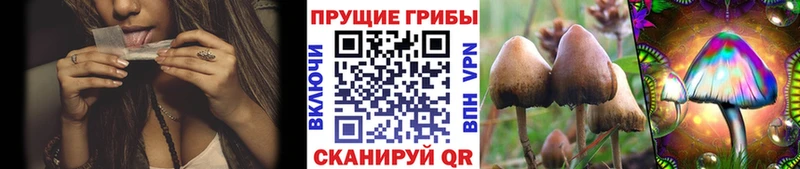 Галлюциногенные грибы Cubensis  наркотики  Тосно 
